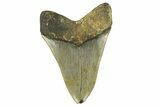 Serrated, Fossil Megalodon Tooth - North Carolina #295375-1